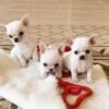 Chico and his siblings playing together indoors