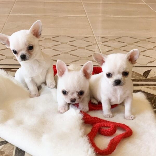 Chico and his siblings playing together indoors