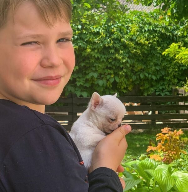 Brandon holding Mini-Bootsie Chihuahua puppy backyard outdoor photo