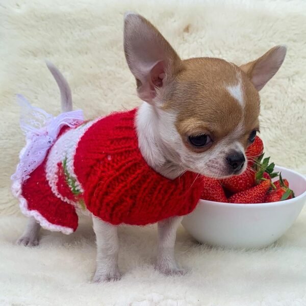 Princess Ruby Standard Chihuahua sitting proudly beside a bowl of strawberries wearing a cute red sweater