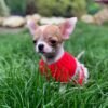 Princess Ruby Standard Chihuahua wearing an adorable red sweater standing in a beautiful green field outdoors