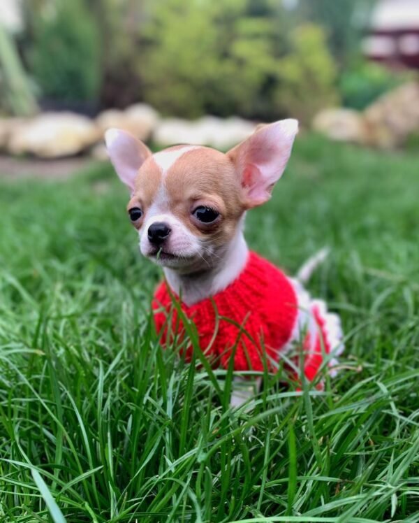 Princess Ruby Standard Chihuahua wearing an adorable red sweater standing in a beautiful green field outdoors