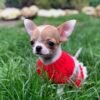 Princess Ruby Standard Chihuahua walking through a green field wearing a cute red sweater during an outdoor photoshoot