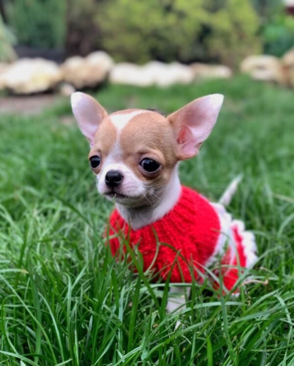 Princess Ruby Standard Chihuahua walking through a green field wearing a cute red sweater during an outdoor photoshoot