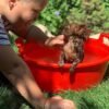 Brandon bathing Choco chocolate long coat Chihuahua puppy and siblings outdoors