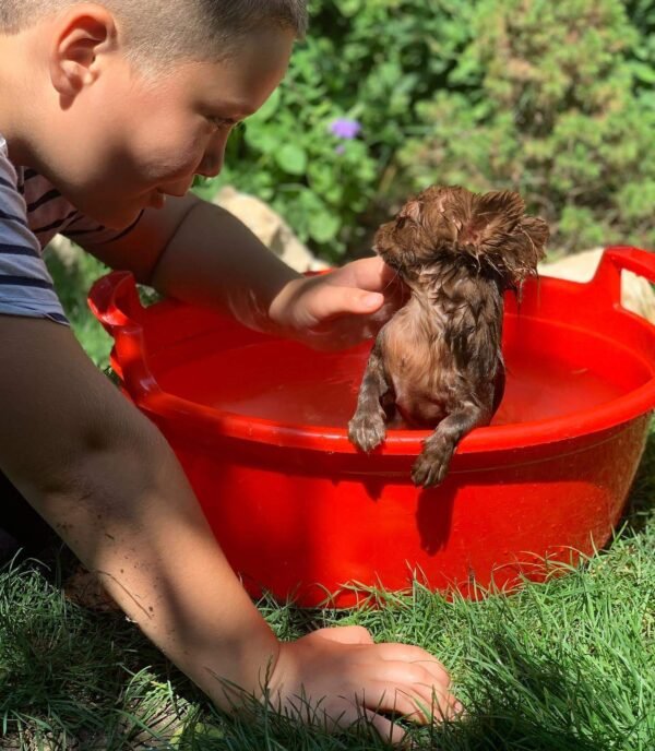 Brandon bathing Choco chocolate long coat Chihuahua puppy and siblings outdoors
