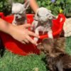 Brandon washing Choco long coat chocolate Chihuahua puppy during bath time