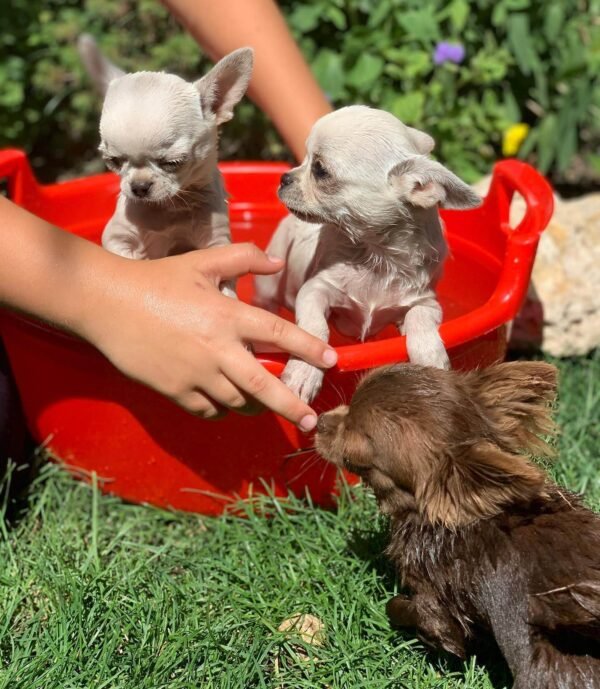 Brandon washing Choco long coat chocolate Chihuahua puppy during bath time