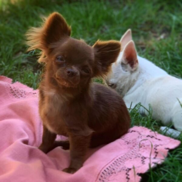 Choco chocolate Chihuahua puppy lying on green grass with siblings