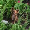 Choco chocolate long coat Chihuahua puppy relaxing alone on green grass garden