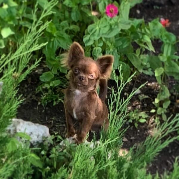 Choco chocolate long coat Chihuahua puppy relaxing alone on green grass garden