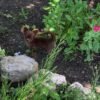 Choco standard chocolate Chihuahua puppy playing on green garden grass outdoors