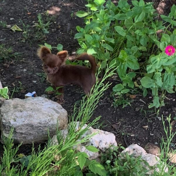 Choco standard chocolate Chihuahua puppy playing on green garden grass outdoors