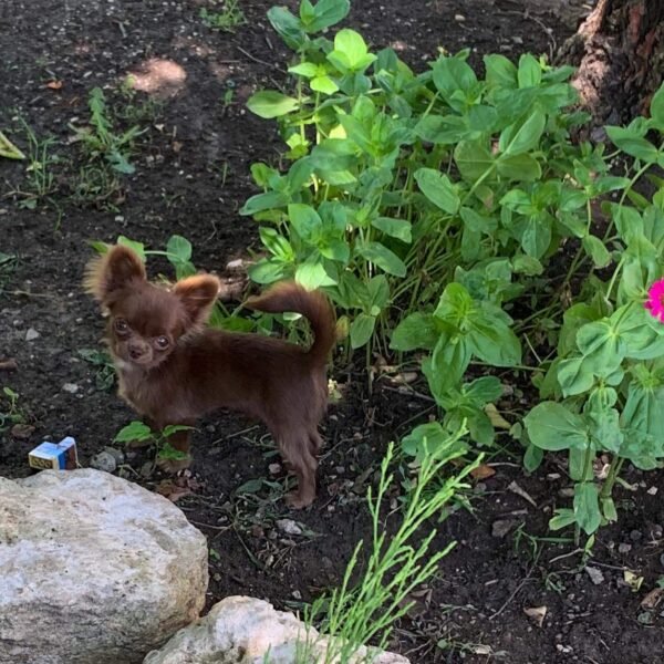 Choco chocolate long hair Chihuahua puppy sitting on grass in garden