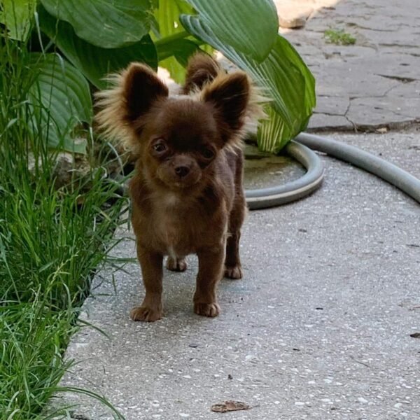 Choco long coat chocolate Chihuahua puppy walking through garden grass