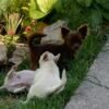 Choco chocolate long coat Chihuahua puppy playing with siblings on green grass outdoors