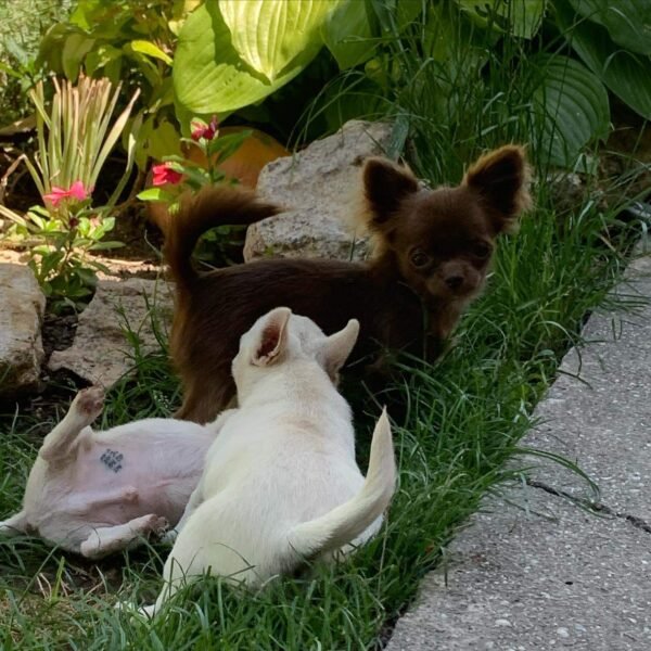Choco chocolate long coat Chihuahua puppy playing with siblings on green grass outdoors