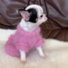 Female Cinderella Teacup Chihuahua black and white puppy wearing a pink knitted sweater