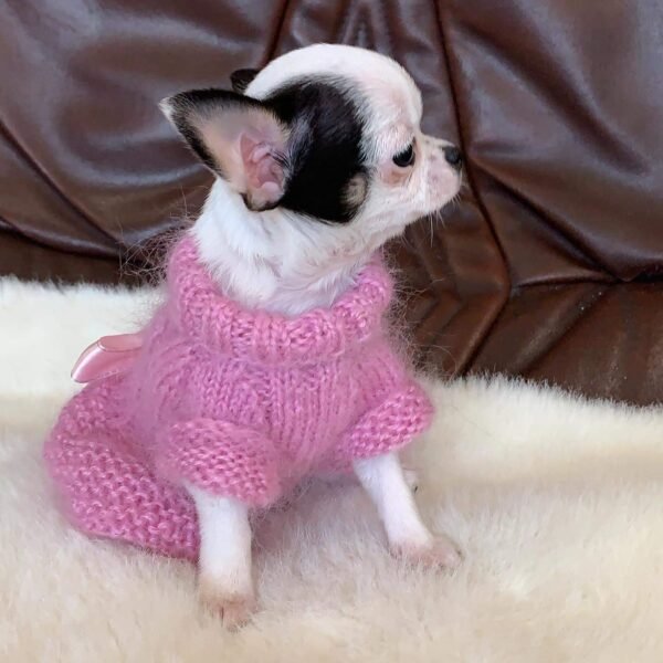 Female Cinderella Teacup Chihuahua black and white puppy wearing a pink knitted sweater