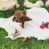 Choco chocolate Chihuahua puppy playing face to face with sibling outdoors