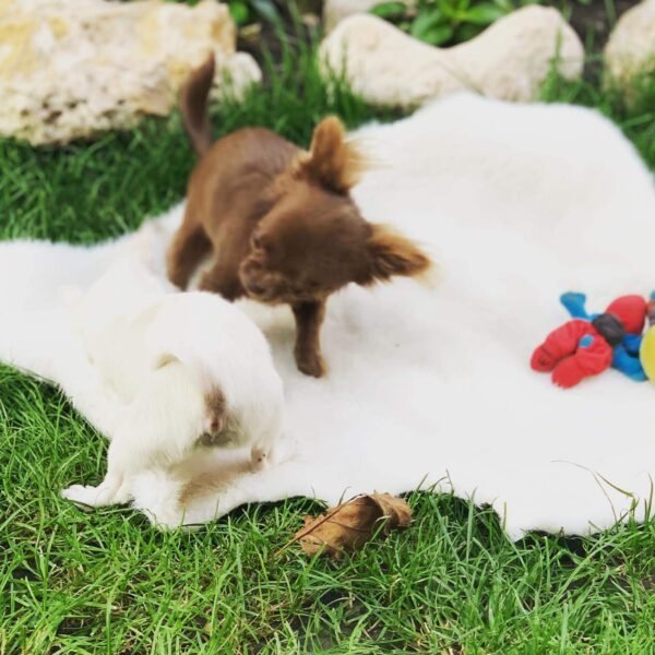 Choco chocolate Chihuahua puppy playing face to face with sibling outdoors