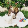 Choco chocolate Chihuahua puppy standing with brothers and sisters on grass