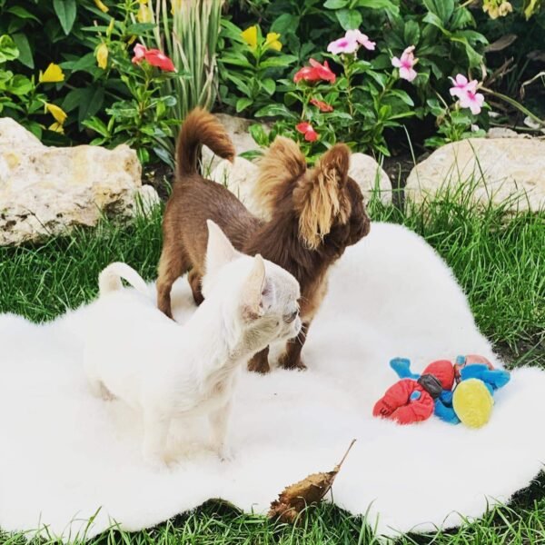 Choco chocolate Chihuahua puppy standing with brothers and sisters on grass