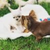 Choco long coat Chihuahua puppy playing with siblings near garden fence