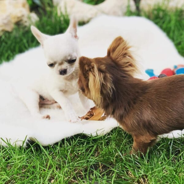 Choco long coat Chihuahua puppy playing with siblings near garden fence