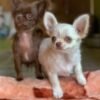 Choco chocolate Chihuahua puppy playing near dog bed indoors