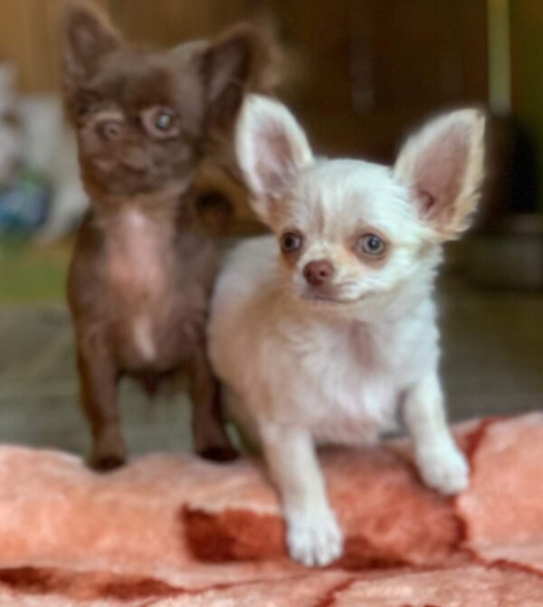 Choco chocolate Chihuahua puppy playing near dog bed indoors