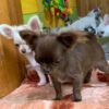 Choco chocolate long coat Chihuahua puppy sitting with puppy siblings indoors