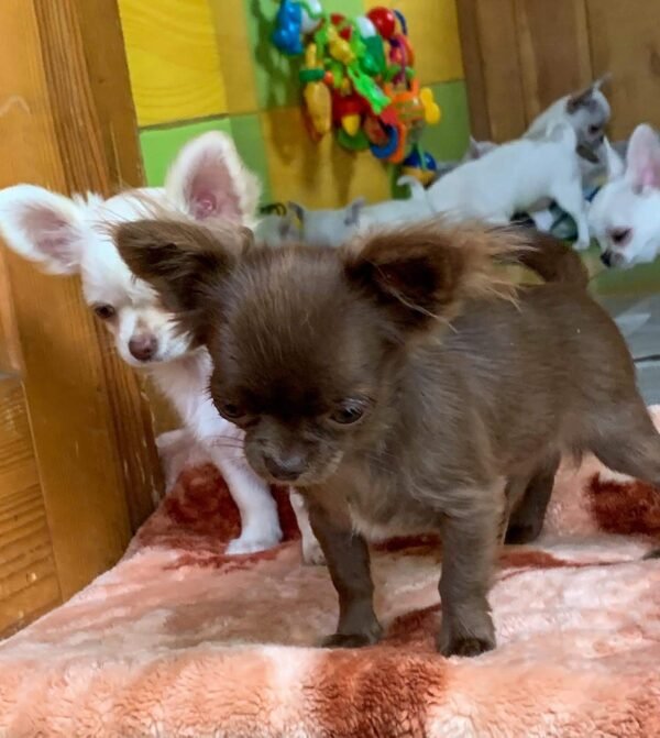 Choco chocolate long coat Chihuahua puppy sitting with puppy siblings indoors