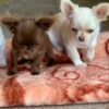 Choco standard chocolate Chihuahua puppy with siblings indoor family photo