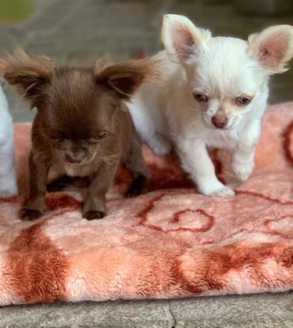 Choco standard chocolate Chihuahua puppy with siblings indoor family photo