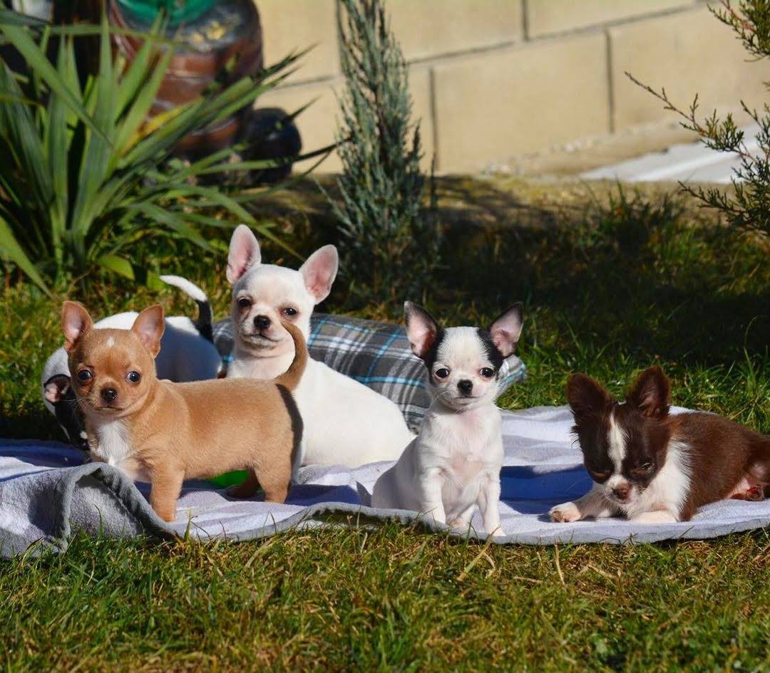 Purebred Chihuahua puppies including Cinderella and her littermates playing outdoors on a blanket in the grass