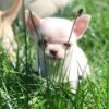Mini-Bootsie Chihuahua teacup puppy lying on green grass outdoors