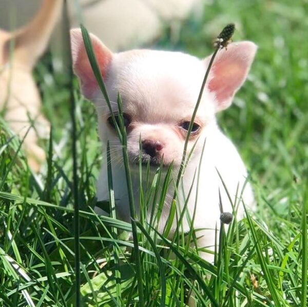 Mini-Bootsie Chihuahua teacup puppy lying on green grass outdoors