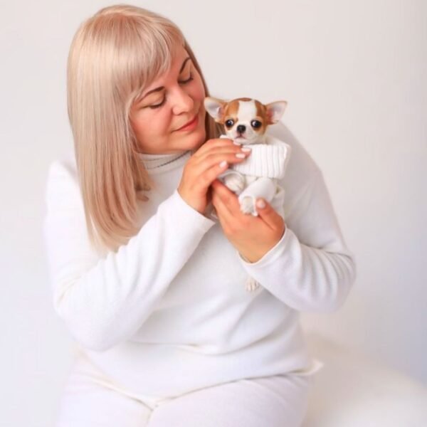 Breeder holding Princess Moana Teacup Chihuahua puppy on white backdrop