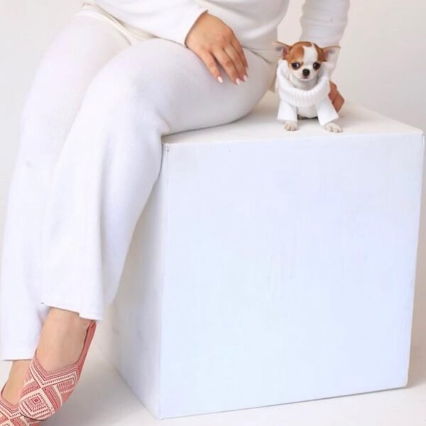 Princess Moana Teacup Chihuahua sitting for breeder on white backdrop