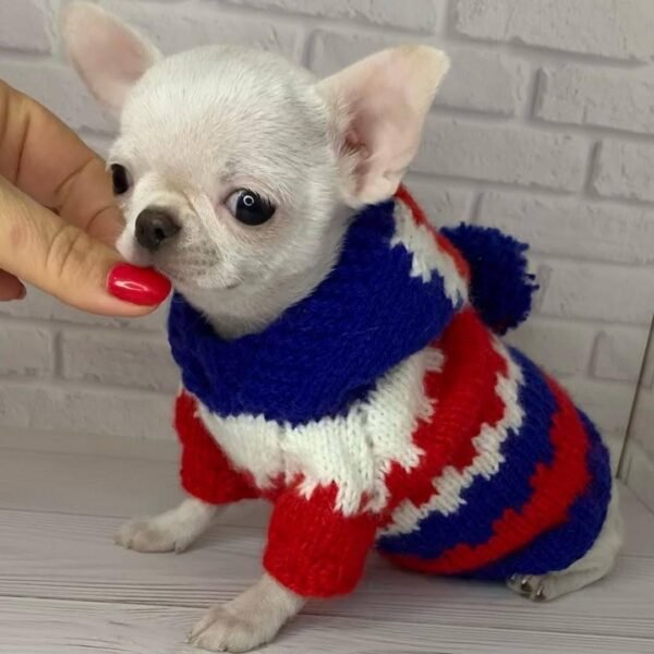Creed white Chihuahua puppy sitting indoors wearing sweater pullover
