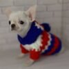 Creed cream white short hair Chihuahua puppy wearing pullover indoors