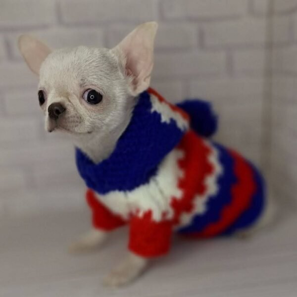 Creed cream white short hair Chihuahua puppy wearing pullover indoors