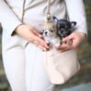 Bonnie and Clyde Teacup Chihuahua puppies relaxing in the breeder's handbag