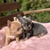 BONNIE & CLYDE -3 Clyde Chihuahua Puppy for Sale | Chihuahua Hub Puppies