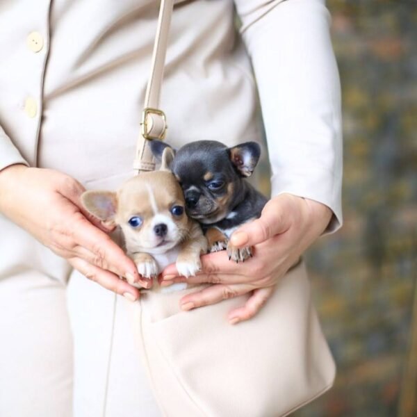 Mini Chihuahua puppies Bonnie and Clyde peeking out of the breeder's handbag