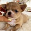 Teacup Chihuahua Bonnie with breeder holding her gently
