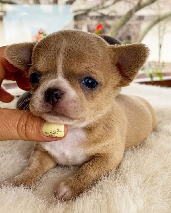 Teacup Chihuahua Bonnie with breeder holding her gently