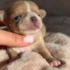 Bonnie female Short Coat Chihuahua puppy close-up portrait