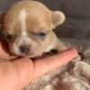 Healthy Teacup Chihuahua Bonnie being gently held
